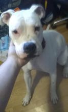 Boxer/bully Image eClassifieds4U