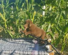 Chocolate Labrador Retriever Puppies ready to go home! Health Guarantee Incl. Image eClassifieds4U