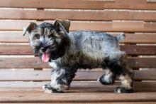 CKC Reg'd Miniature Schnauzer Puppies- 2 LEFT Image eClassifieds4U