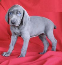 CKC Reg'd Weimaraner Puppies- 2 LEFT Image eClassifieds4U