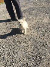 CKC Reg'd Westie Puppies- 2 LEFT Image eClassifieds4U
