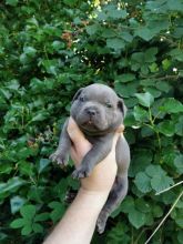 empathetic Staffordshire Bull Terrier puppies Image eClassifieds4u 1