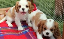 Exceptional Cavalier King Charles Spaniel Pups Image eClassifieds4u 2