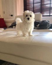Maltese Puppies Image eClassifieds4u 1