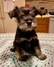 Miniature Schnauzer Puppies ready to go home! Health Guarantee Incl. Image eClassifieds4U