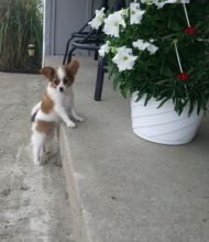 Papillon Puppies ready to go home! Health Guarantee Incl. Image eClassifieds4U
