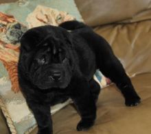Passionate Chinese Shar-Pei Puppies For Adoption Image eClassifieds4u 1