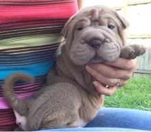 Passionate Chinese Shar-Pei Puppies For Adoption Image eClassifieds4u 2