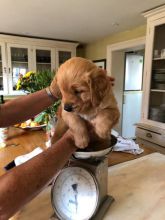 Purebred Golden Retriever Puppies Image eClassifieds4u 2