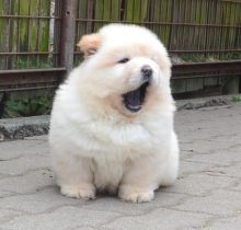 sweet Chow Chow Puppies Available Image eClassifieds4u 2