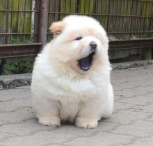 sweet Chow Chow Puppies Available Image eClassifieds4u 2