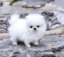 Thick Coats Ice White Tea Cup Pomeranian Puppies Image eClassifieds4u 1