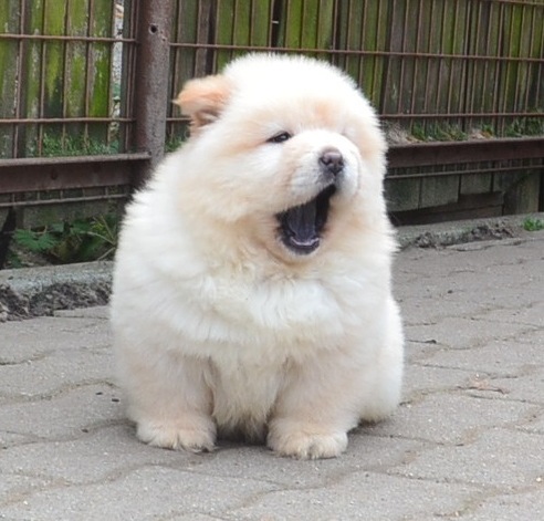 sweet Chow Chow Puppies Available Image eClassifieds4u