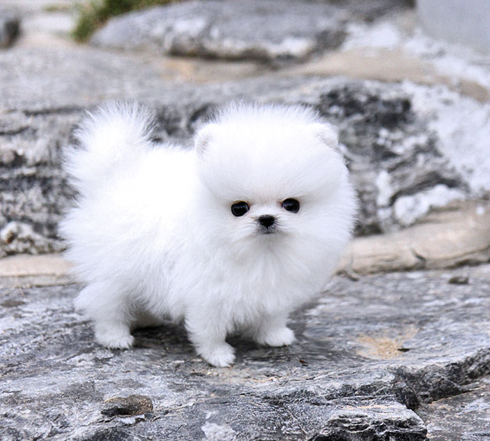 Thick Coats Ice White Tea Cup Pomeranian Puppies Image eClassifieds4u