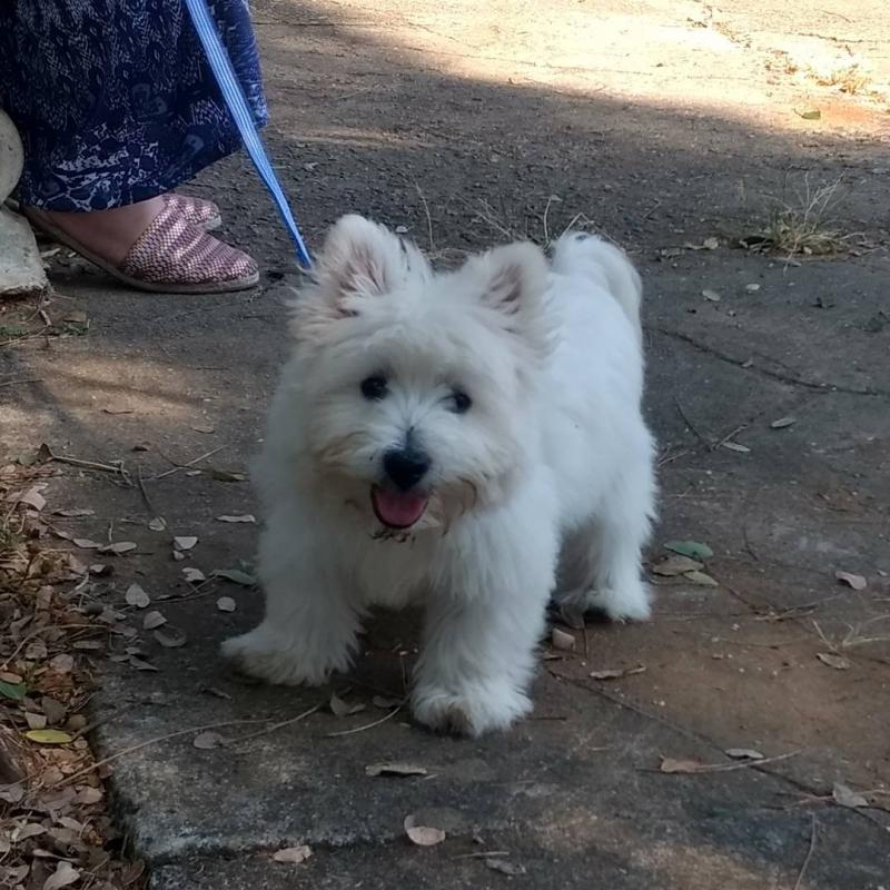 West Highland White Terrier Puppies Image eClassifieds4u