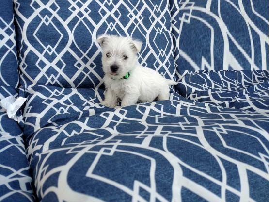 Westie Puppies ready to go home! Health Guarantee Incl. Image eClassifieds4u