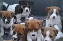 well trained Jack Russell Terrier puppies available