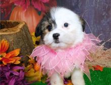 Affectionate shih tzu puppies, Image eClassifieds4U