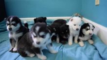 Gorgeous Pomsky Puppies Available