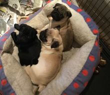 Loving pug Puppies Looking For Forever Home