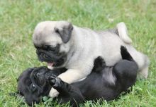 Pug Puppies ready for Good Homes