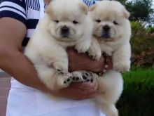 Precious chow chow Puppies Available