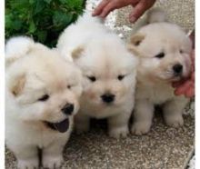 Precious chow chow Puppies Available