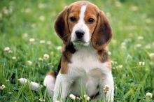 Stunning litter of beagle pups