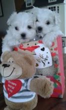Teacup Maltese Puppies Available