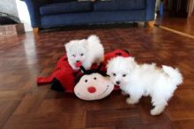 Teacup Maltese Puppies Available