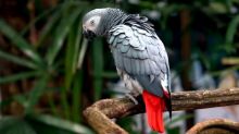Top quality African Grey parrot looking for re-homing