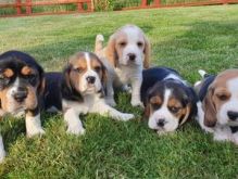 Tri Coloured Beagle Puppies Available