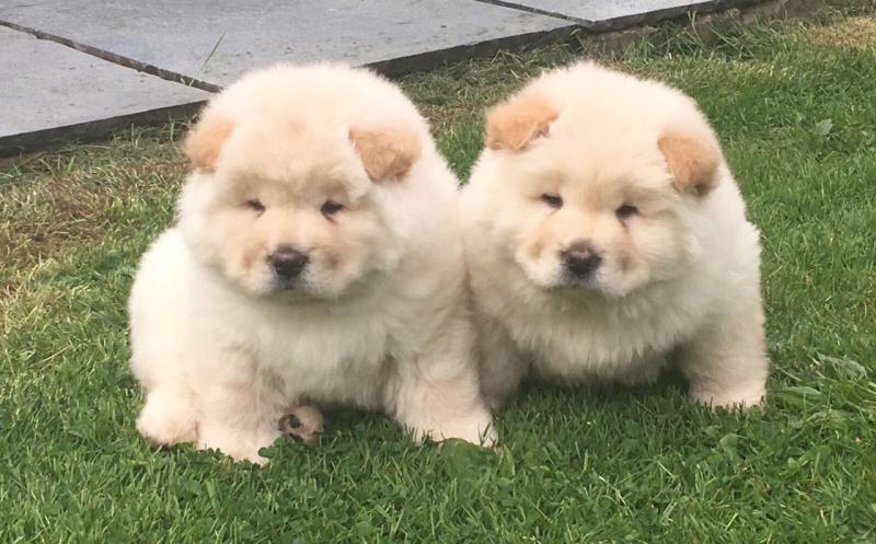 Amazing Chow Chow Puppies Available Image eClassifieds4u