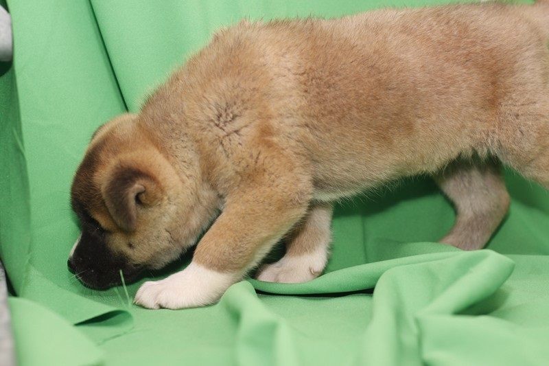 I have vet check and vaccinated pure breed Akita puppies Image eClassifieds4u