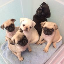 Loving pug Puppies Looking For Forever Home Image eClassifieds4U