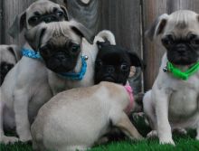 Pug Puppies ready for Good Homes Image eClassifieds4U