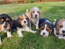 Cute Tri Coloured Beagle Puppies Available Image eClassifieds4U