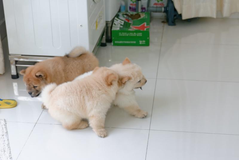 Playful Chow Chow Puppies Available Image eClassifieds4u