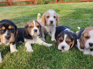 Tri Coloured Beagle Puppies Available Image eClassifieds4u