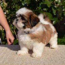 Affectionate shih tzu puppies,