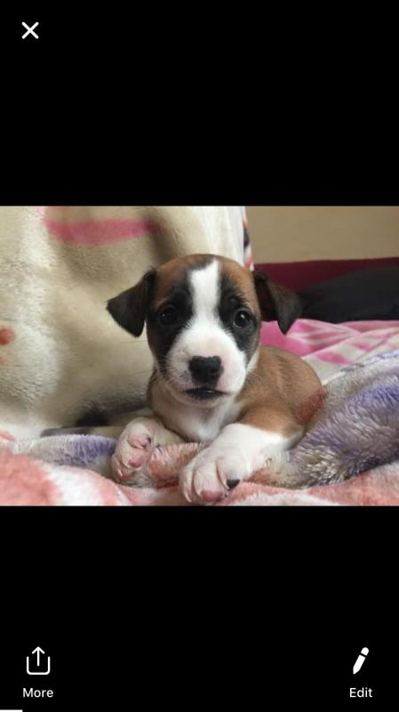 Jack Russell/Chihuahua puppies for sale! Image eClassifieds4u