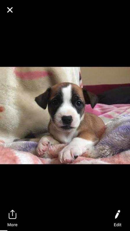 Chihuahua/Jack Russell puppies for sale! Image eClassifieds4u