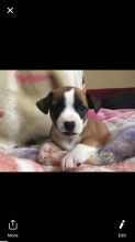 Jack Russell/Chihuahua puppies for sale! Image eClassifieds4u 2