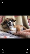 Jack Russell/Chihuahua puppies for sale! Image eClassifieds4u 1