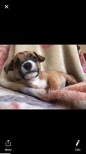 Chihuahua/Jack Russell puppies for sale! Image eClassifieds4u 2
