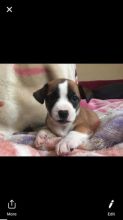 Chihuahua/Jack Russell puppies for sale! Image eClassifieds4u 1