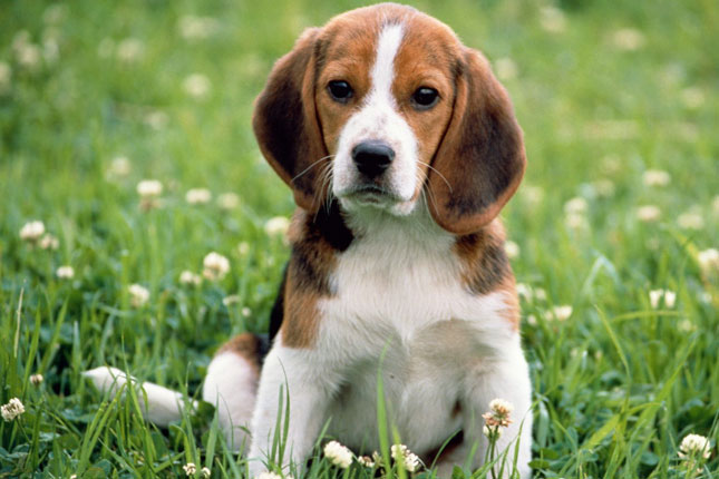 Stunning litter of beagle pups. Image eClassifieds4u