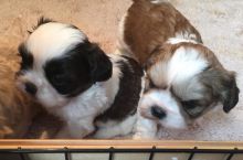 Wonderful Shih Tzu Puppies Available