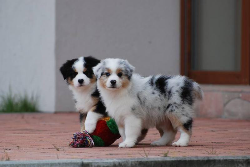 Charming Australian Shepherd puppies available Image eClassifieds4u