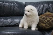 Adorable male and female Samoyed puppies.